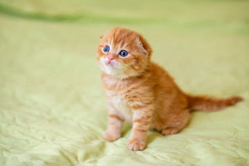 Fototapeta na wymiar Scottish red kitten on a light green background