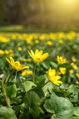 Yellow spring flowers close up, sunlight