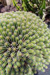 Colorful cactus plants varieties growing on volcanic lava sand soil in cactus garden near Quatiza, Lanzarote, Canary Islands, Spain.