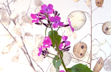 Blooming beautiful flowers of lunaria. Ripe pod of lunaria   with seeds visible. Lunaria annua,...