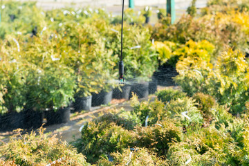 row of coniferous trees in greenhouse. plants outside a nursery for sale in spring. Nursery for plants