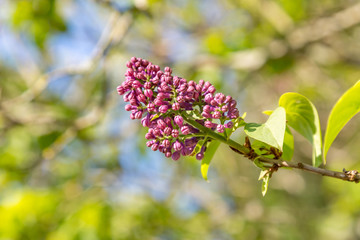Lilac buds about to bloom in springtime, with a shallow depth of field