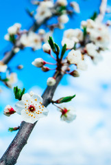 Apple tree blossom flowers, blue sky on the background, springtime backdrop.