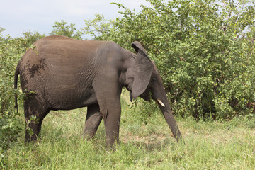 Fototapeta premium Afrikanischer Elefant / African elephant / Loxodonta africana