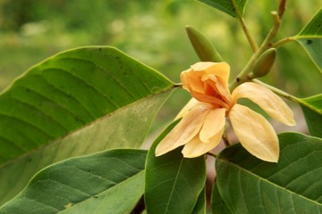 Macro close up.Champaka flower(Magnolia champaca, champak, Michelia champaca).Other vernacular...