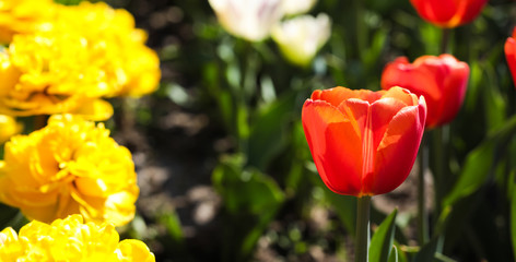 Beautiful bouquet of tulips nature background.