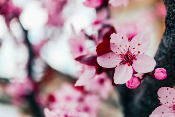 Pink petal flowers, cherry tree blossom. Springtime in Japan.