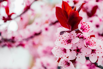 Pink petal flowers, cherry tree blossom. Springtime in Japan.