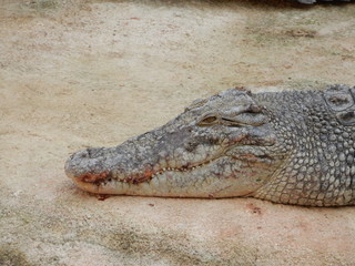 Obraz premium Crocodiles