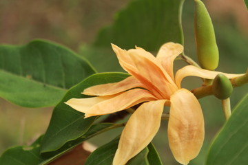 Magnolia champaca is known in English as champak.