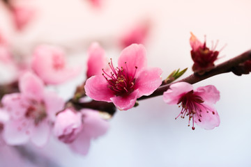 Pink peach flowers begin blooming in the garden. Beautiful flowering branch of peach on blurred garden background. Close-up, spring theme of nature. Selective focus
