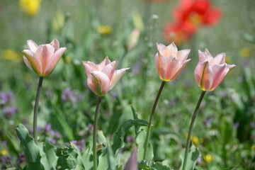 Pink tulips growing on the lawn in front of a blurred background
