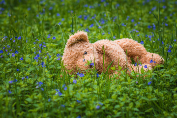 Abandoned animal. Teddy bear lost, lie alone in green grass. concept animal care or child...