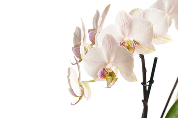 Fototapeta na wymiar orchid close up view solated on white background
