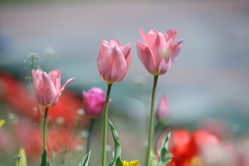 Red tulips growing on the lawn in front of a blurred background
