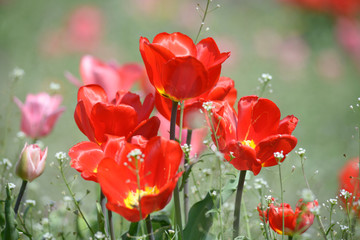 Obraz premium Red tulips growing on the lawn in front of a blurred background