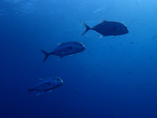 Fototapeta premium 大型アジが泳ぐ海