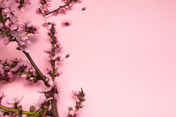 Obraz na płótnie Canvas Peach blossom on pastel pink background. Fruit flowers.