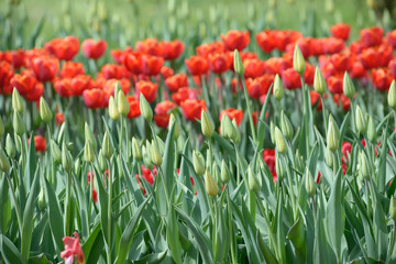 Red tulips and burgeons growing on the lawn