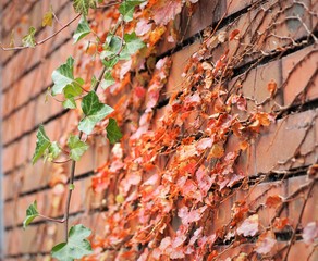 colored ivy and blick wall