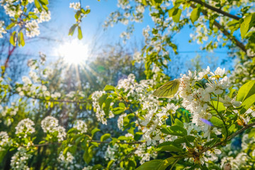 Butterfly on the flowers of an apple tree in the rays of the sun.