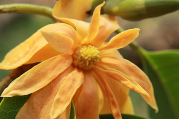Fototapeta premium Close up macro details of an yellow jade orchid, Golden Champak (Magnolia champaca) flower.