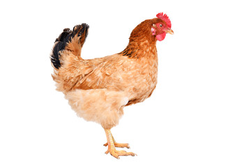 Chicken standing isolated on white background