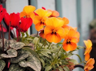 orange color pansy pot