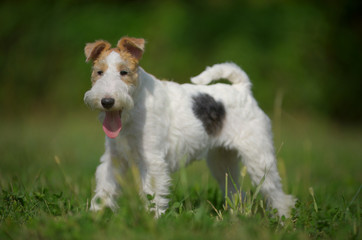 Portrait of a young fox terrier standing in a park - obrazy, fototapety, plakaty