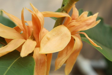 Indian Magnolia (Magnolia champaca) in Bloom