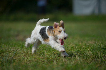 Young fox terrier is jumping and running actively in a park