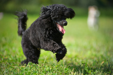Black poodle is running free in a natural park