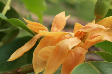 Yellow colored or orange colored Magnolia (Michelia champaca) flower