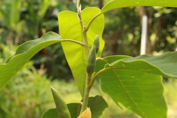 Yellow colored or orange colored Magnolia (Michelia champaca) flower