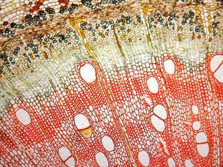 Linden stalk. Cross section.