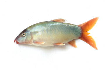 Blue Botia isolated on white background ,Freshwater fish