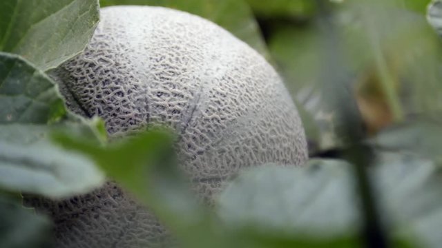Macro, close-up of a ripe cantaloupe melon in a green garden.