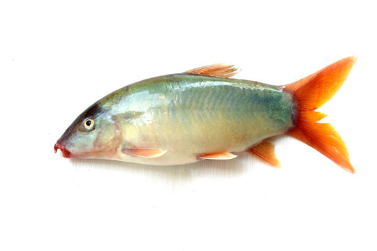 Blue Botia isolated on white background ,Freshwater fish
