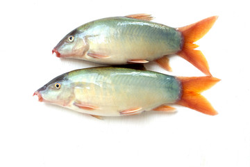 Blue Botia isolated on white background ,Freshwater fish