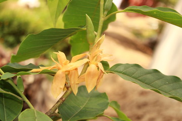Fototapeta premium Yellow-orange coloured champak ((Michelia champaca)) flower in bloom.This flower Known by several names all over India (Champak, Chapha, Chenbagam, Leihao, Sopa)