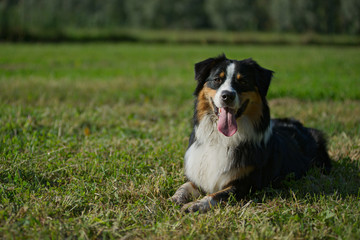 Black tricolor australian shepherd is sitting pretty in a natural park, looking at camera