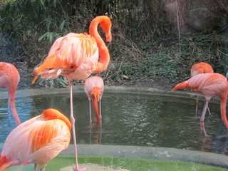 Rosa Flamingo