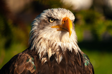 Haliaeetus leucocephalus