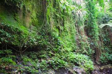 Fototapeta na wymiar Ubud Monkey Forest sanctuary, Bali