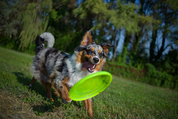 Blue merle australian shepherd is catching frisbee