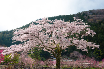 かわいいピンクの桜とパステルな花桃