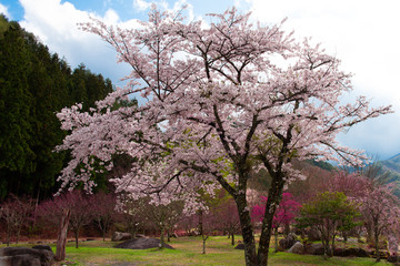 かわいい桜