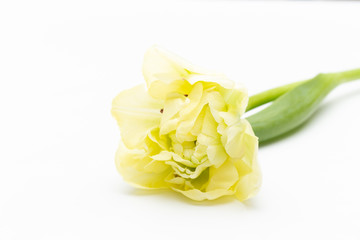 Pink color tulips on the white background. Retro vintage style.