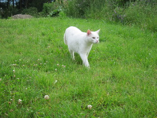 Whitey