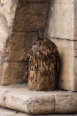 a big brown eared owl sits on an old yellow sandstone stone wall. Bubo bubo, Eurasian eagle-owl